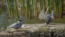 Ein Unfall vor Zeugen - das Foto vom Crash der Weißbart-Seeschwalbe von Fotograf ist eines der Finalisten bei den Nikom Comedy Wildlife Awards. | Bild: Damyan Petkov/Nikon Comedy Wildlife