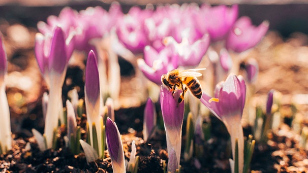 Foto Biene auf Blume | Bild: mauritius images / Natallia Haidutskaya / Alamy / Alamy Stock Photos