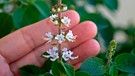 Hand berührt die Blüten einer Basilikumpflanze | Bild: mauritius images / Wagner Campelo / Alamy / Alamy Stock Photos