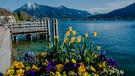 Am Ufer vom Tegernsee steht ein blühender Blumenkasten im Frühling | Bild: mauritius images / Manfred Glueck / Alamy / Alamy Stock Photos