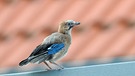 Das ist ein Eichelhäher Jungvogel | Bild: mauritius images/ Michael Weber / imageBROKER