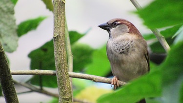 Spatz  | Bild: LBV, Lorena Heilmaier