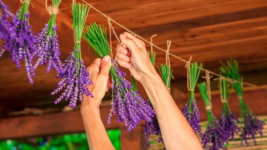 Zwei Hände hängen Lavendelsträuße zum Trocknen auf | Bild: mauritius images / Zbynek Pospisil / Alamy / Alamy Stock Photos