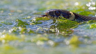 Ringelnatter in einem See | Bild: mauritius images / Dietmar Najak