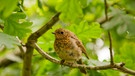 Ein Rotkehlchen Küken im Wald | Bild: mauritius images/ Gavin Thorn / Alamy / Alamy Stock Photos