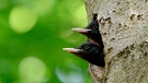 Schwarzspecht-Küken blicken aus dem Loch im Baum
| Bild: mauritius images/ Wonderful-Earth.net / Alamy / Alamy Stock Photos