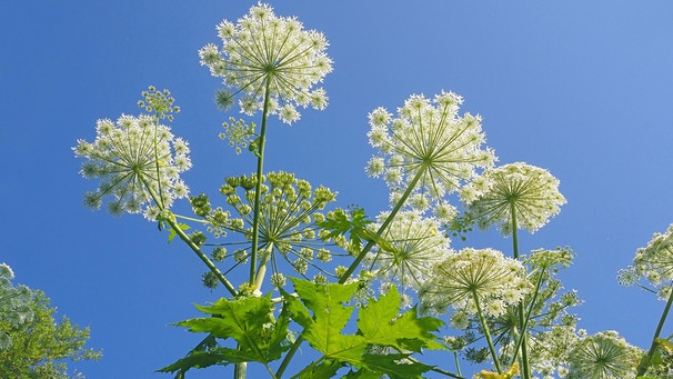 Blüten des Riesen Bärenklaus vor blauem Himmel | Bild: mauritius images / Ottfried Schreiter / imageBROKER