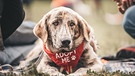 Ein Hund mit einem roten Halstuch liegt auf der Wiese | Bild: Bark Date