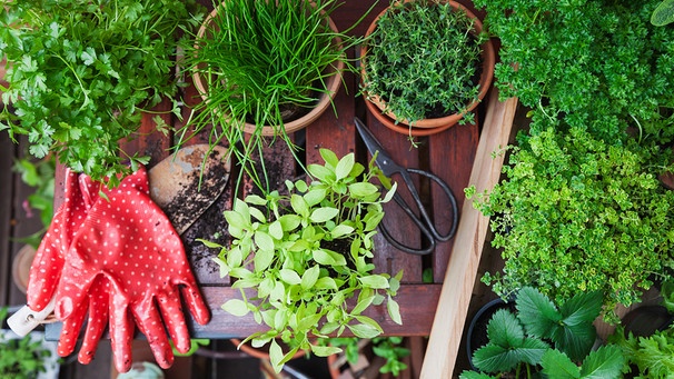 Verschiedene Planzen auf dem Balkon, dazu Schere und Gartenhandschuhe | Bild: mauritius images / Westend61 RF / Gaby Wojciech