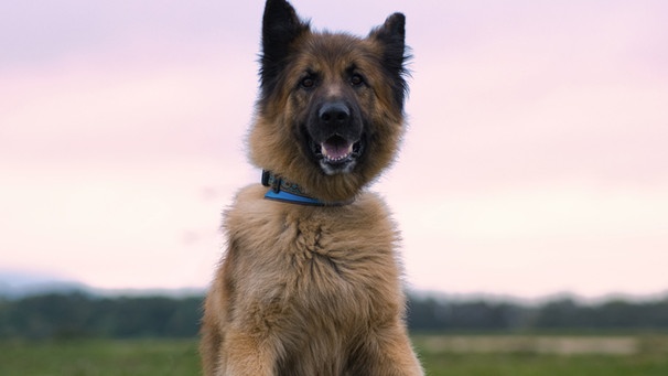 Auch Hund Thunder hilft Fotograf Karol Wawzeszyk beim Suchen nach einem Zuhause | Bild: Karol Wawzeszyk / Der SOS Pfotograf 