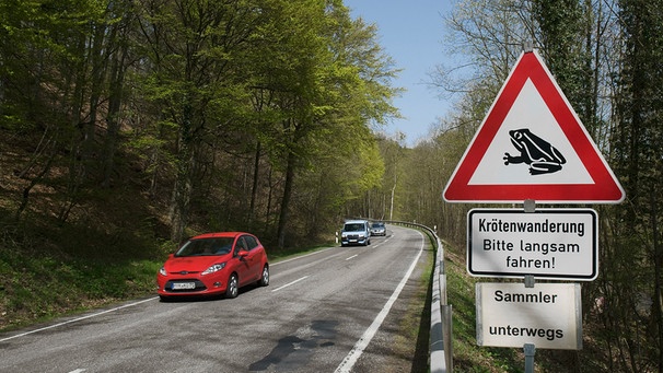 Blick auf verkehrsreiche Landstraße im Frühling, Schilder "Krötenwanderung Bitte langsam fahren! Sammler unterwegs" | Bild: mauritius images / Hartmut Schmidt / imageBROKER