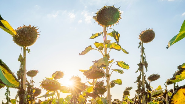 Vertrocknete Sonnenblumen auf einem Feld in Franken | Bild: mauritius images / Andrea Hitzemann