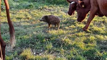 Wildschwein-Frischling mischt sich unter die Kuhherde. | Bild: Familie Stapel