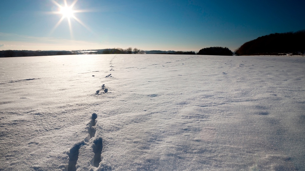 Spuren im Schnee: Erkennen Sie die Tierspuren? | Bayern 1 | Radio