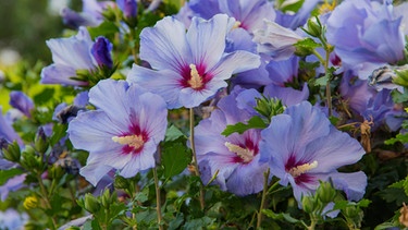 Lila Garten-Hibiskus mit Blüten | Bild: mauritius images / H. Schmidbauer