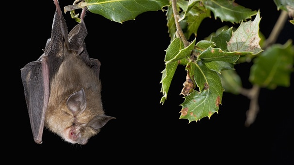 Wo Leben Fledermause Ein Garten Fur Die Fledermaus Bayern 1