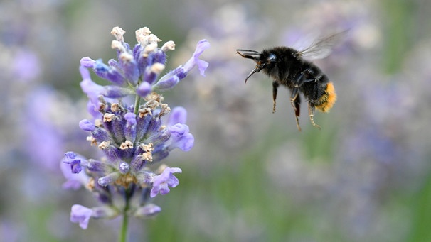 Wildbienen Welche Hummel Ist Das Denn Bayern 1 Radio Br De