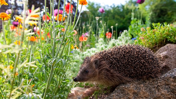 Igel So Fuhlt Sich Der Igel In Ihrem Garten Wohl Bayern 1