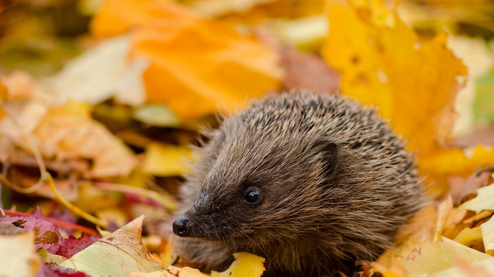 Igel Was Sie Tun Sollten Wenn Sie Jetzt Im Herbst suber Einen Igel In Ihrem Garten Sehen Bayern 1 Radio Br De