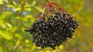 Schwarze Holunderbeeren | Bild: colourbox.com