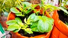 Kartoffelpflanzen wachsen aus Pflanzsäcken.  | Bild: mauritius images / Flake / Alamy / Alamy Stock Photos