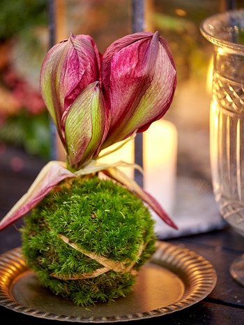 Eine kleine Amaryllis wurde zu einem Kokedama verarbeitet. | Bild: mauritius images / Johnér