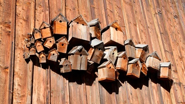 Nistkästen aus Holz hängen zahlreich an einer Holzwand | Bild: mauritius images Grosu Iuliana