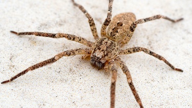 Eine Nosferatu-Spinne auf sandigem Untergrund  | Bild: mauritius images / Gugu Mannschatz / Alamy / Alamy Stock Photos