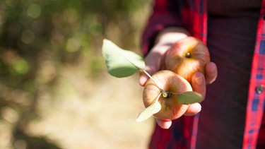 Frisch gepflückte Äpfel in einer Hand | Bild: mauritius images / Cavan Images