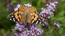 Distelfalter auf blühendem Oregano, auch Dost oder wilder Majoran genannt. | Bild: picture-alliance/dpa