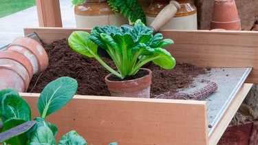 Pak Choi wächst in einem Topf in einer Gärtnerei. | Bild: mauritius images / A Garden / Alamy / Alamy Stock Photos