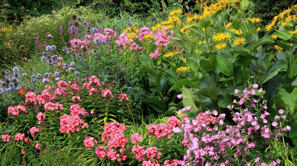 Beet mit Phlox, Malve und Kugeldistel | Bild: picture-alliance/dpa