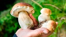 Hand hält gesammelte Steinpilze | Bild: mauritius images / Zoonar GmbH / Alamy / Alamy Stock Photos