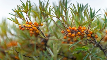 Orange Beeren an Ast | Bild: mauritius images / Roland T. Frank