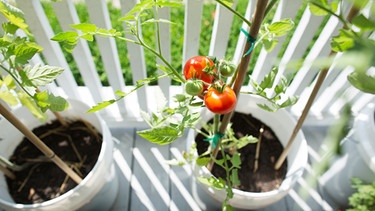 Verschiedene Tomatensorten liegen auf schwarzem untergrund | Bild: mauritius images / Cavan Images