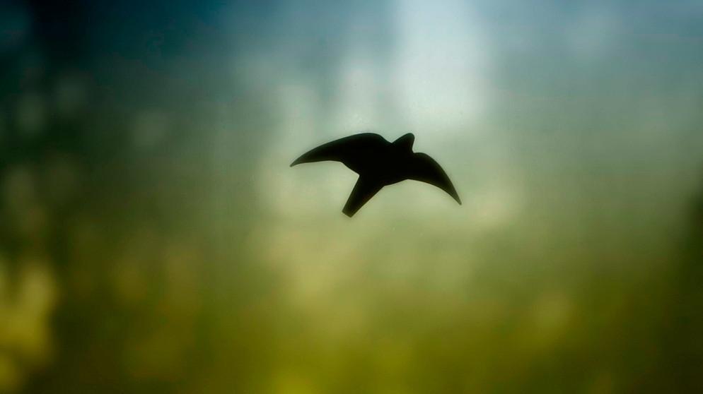 Vogel gegen Fensterscheibe geflogen: Das sollten Sie tun