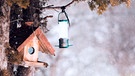 Leeres Vogelhaus im Winter | Bild: mauritius images / Alamy / Maximilian Pawlikowsky