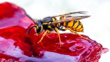 Ein Stück Erdbeerkuchen mit einer Wespe | Bild: mauritius images / Karsten Hennig / imageBROKER