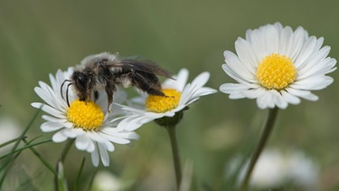 Braune Wildbiene | Bild: mauritius images / Erhard Nerger / imageBROKER