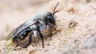 Biene im Sand | Bild: mauritius images / Erhard Nerger / imageBROKER