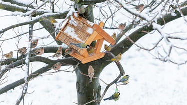 Futterstelle für Vögel im Winter | Bild: mauritius images / Roland T. Frank