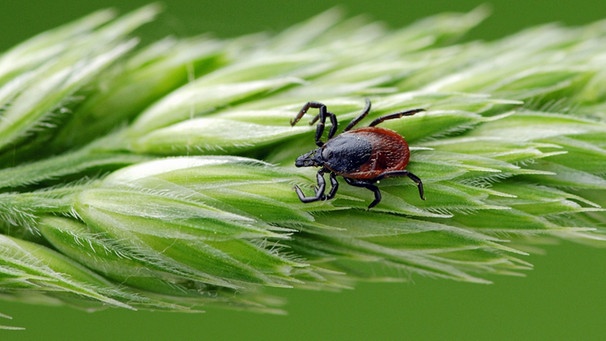 Zecke oder Holzbock sitzt auf Gras. | Bild: picture-alliance/dpa