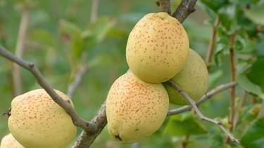 Zierquitte Frucht | Bild: mauritius images / McPHOTO / Hans-Roland Müller