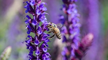 Eine Biene sitzt auf Ziersalbei. | Bild: BR / Markus Konvalin