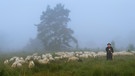 Schäfer mit Schafherde im Morgennebel | Bild: picture-alliance/dpa