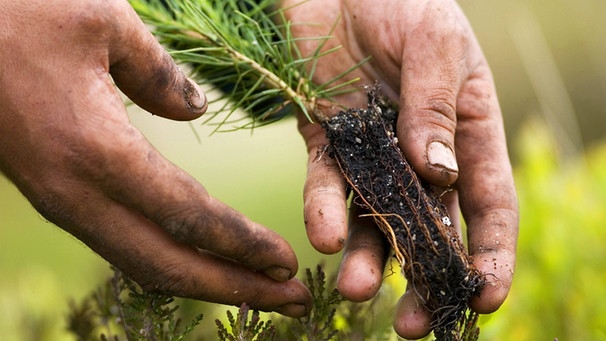 Waldkiefer wird eingepflanzt | Bild: © P. Cairns / blickwinkel