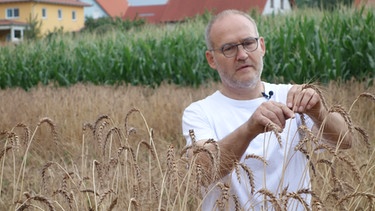 Verein open house e.V.: Ernte von Grells Unterfränkischen Landweizen | Bild: Verein open house e.V.