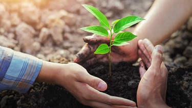 Eine junge Pflanze wird von drei Händen geschützt. | Bild: stock.adobe.com/lovelyday12