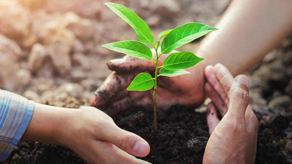 Eine junge Pflanze wird von drei Händen geschützt. | Bild: stock.adobe.com/lovelyday12