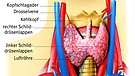 Die Grafik zeigt die Lage der Schilddrüse in Form von zwei Lappen unterhalb des Kehlkopfs. | Bild: picture-alliance/dpa